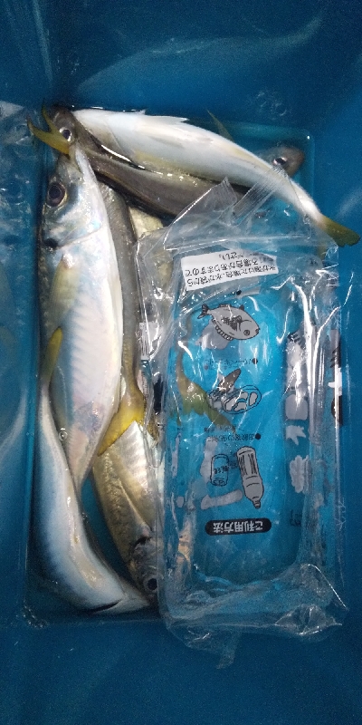 大荒アジ釣り
