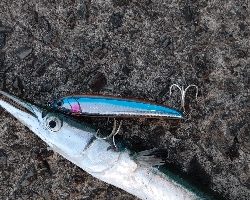 ヤズ(ブリの幼魚)が釣れた!