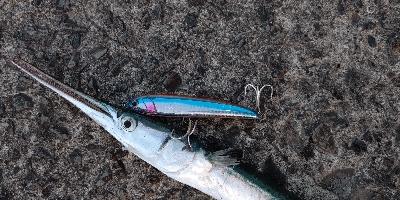 ヤズ(ブリの幼魚)が釣れた！