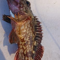 南港ガシリング