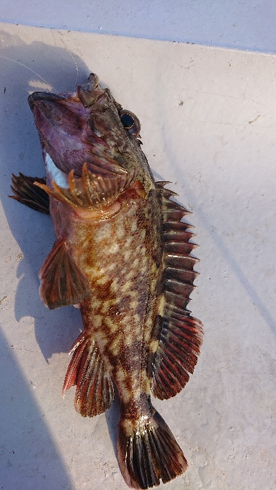 南港ガシリング