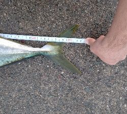 初のメジロ連発