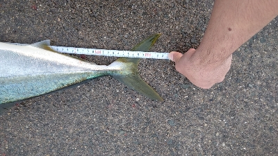 初のメジロ連発