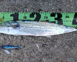 朝マズメと真っ昼間で合わせて3本