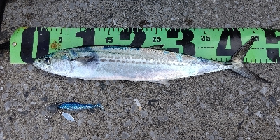 朝マズメと真っ昼間で合わせて3本