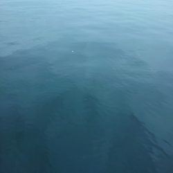 久しぶりの青物