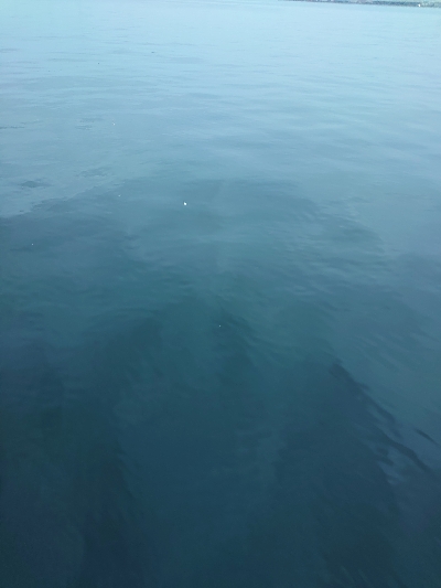 久しぶりの青物