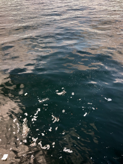 メジロにハマチ