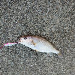 歯はサワラないで