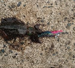 サイトエギング