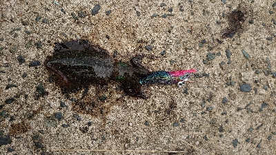 サイトエギング