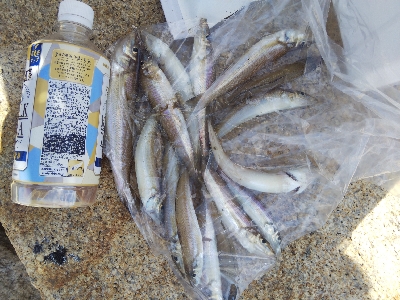 室津のキス釣り