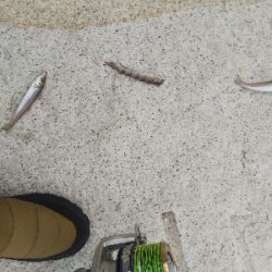 室津のキス釣り