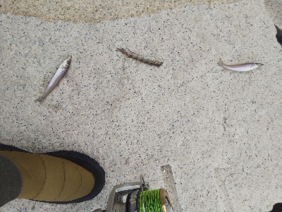 室津のキス釣り