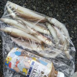 室津のキス釣り