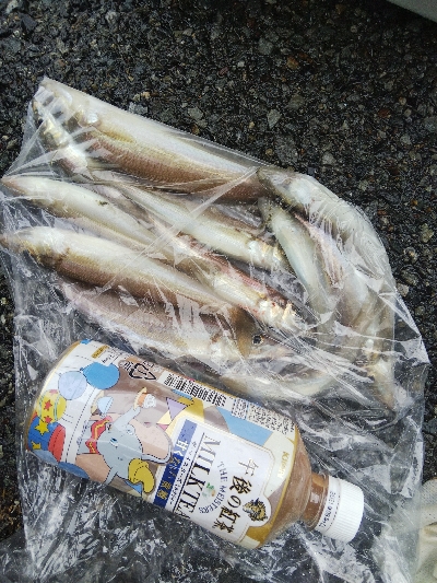 室津のキス釣り