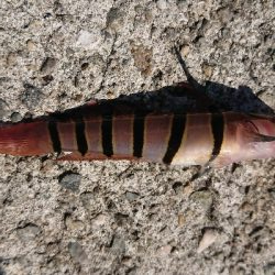 今年２回目のカワハギ狙い