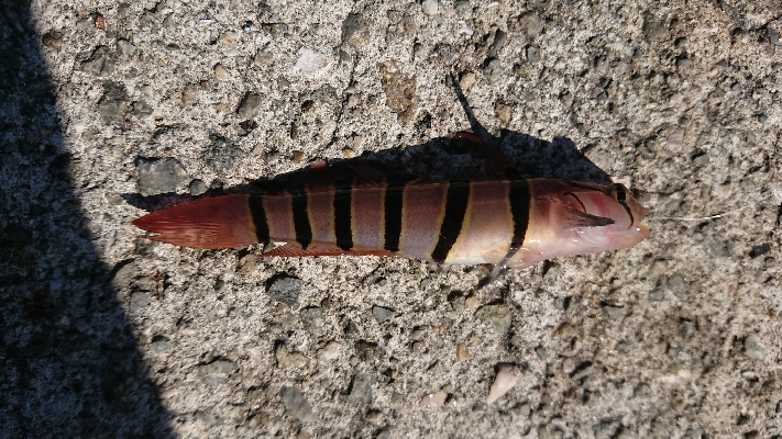 今年２回目のカワハギ狙い