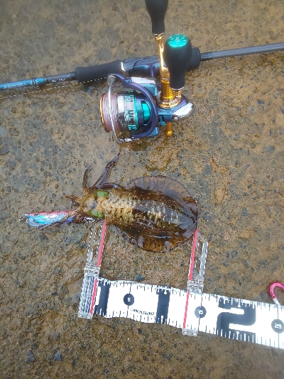 イカの気持ちは秋の空