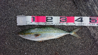 アジングからの青物