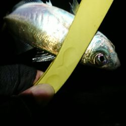 なかなかのサイズ