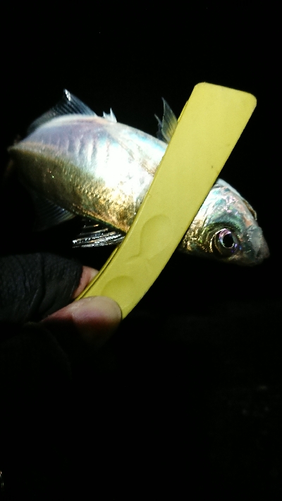 なかなかのサイズ