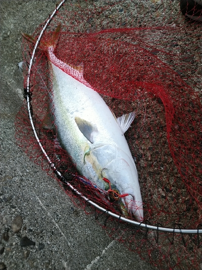 ようやく湾奥にも秋が