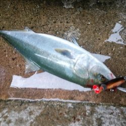 大阪湾好調です