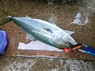 大阪湾好調です