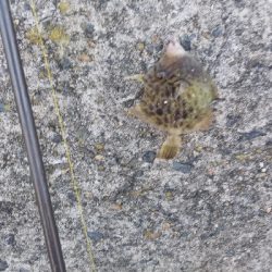 ライトショアジギングと胴付き仕掛け