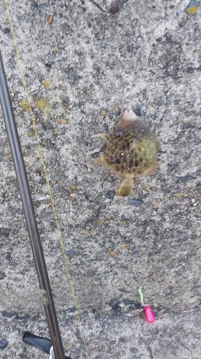 ライトショアジギングと胴付き仕掛け