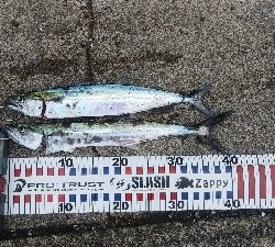 キズだらけのサゴシ