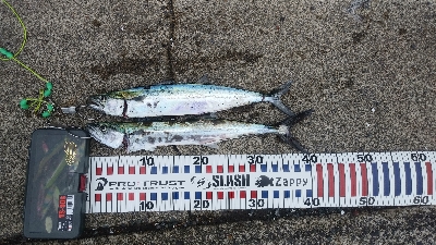 キズだらけのサゴシ