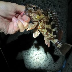 根魚は裏切らない