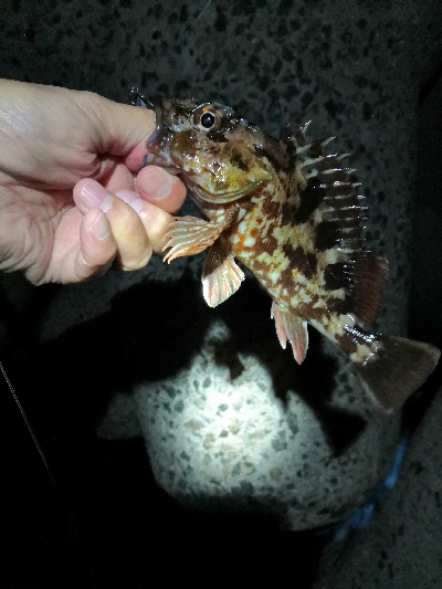 根魚は裏切らない