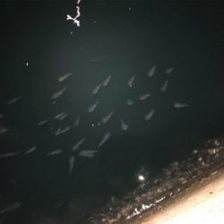 秋イカ秋イカ秋イカ