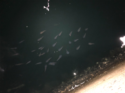 秋イカ秋イカ秋イカ