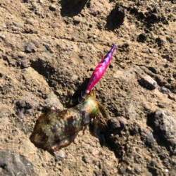 アオリイカサイズすこしずつ上がってる?