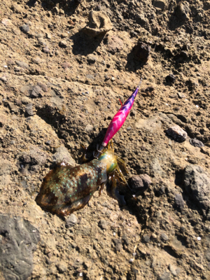 アオリイカサイズすこしずつ上がってる?