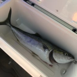 ロックショアで朝まづめ