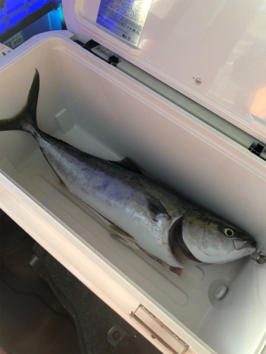 ロックショアで朝まづめ