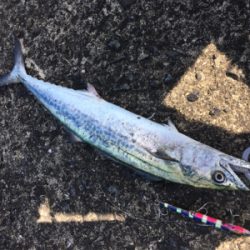 真昼間のサゴシ祭