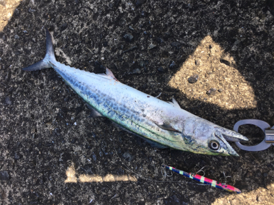 真昼間のサゴシ祭