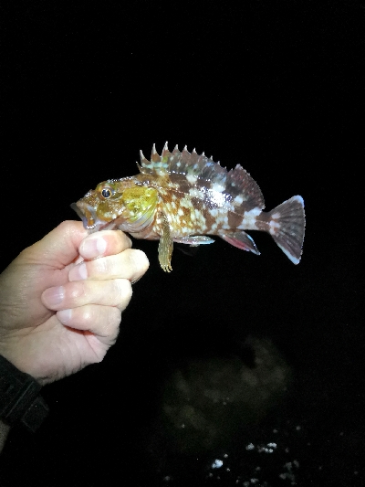 根魚狙いがグレとチヌ