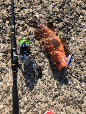 エギング、ショアジギング