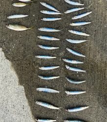 エギングロッドでハマチ!!