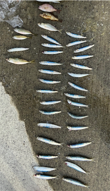 エギングロッドでハマチ!!