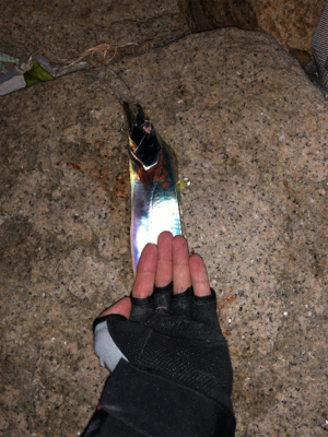 貝塚人工島テトラで太刀魚1匹