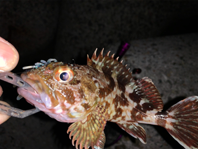 ちょっとマシな、アコウ！