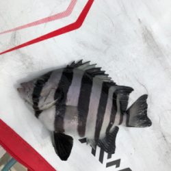 波止からフカセ&エギング